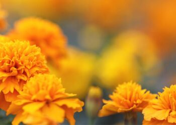 Prayer Stations on Knowledge Literature – Nonetheless Waters