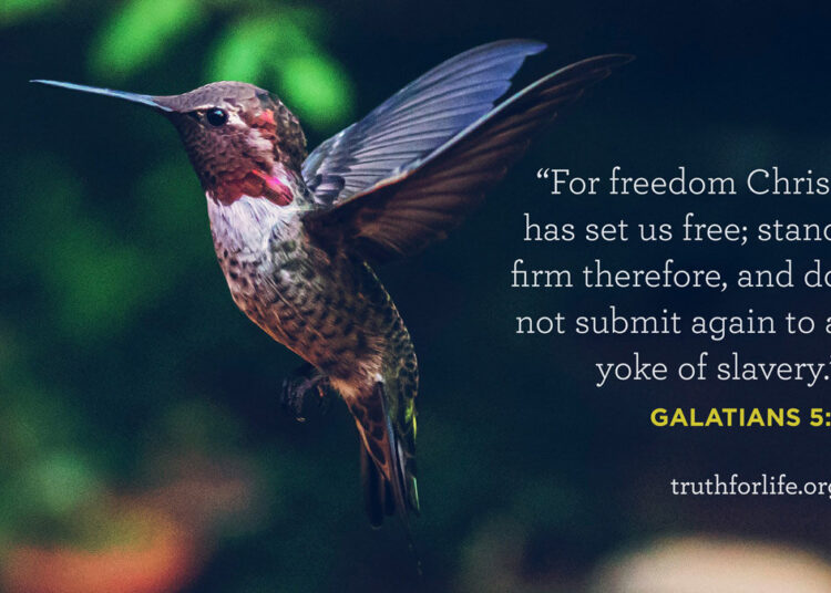 Wallpaper: For Freedom