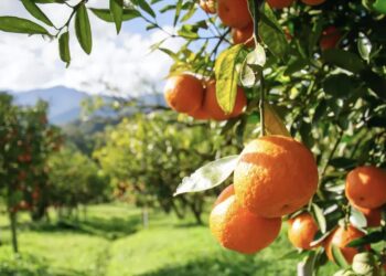 Wholesome Christians Bear Fruit | Worship Leaders College