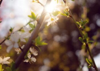 Sin, Repentance, and Redemption – by Courtney Gilmore