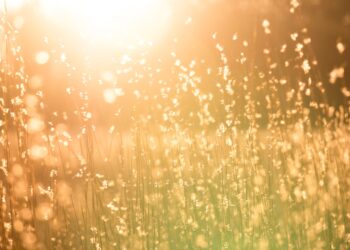 Epiphany: The Season of Mild