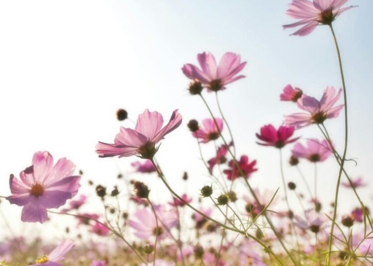 No Sin Too Nice – by Courtney Gilmore