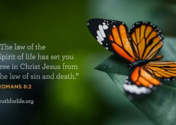 Wallpaper: Set You Free