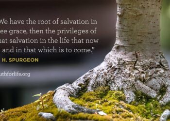 Wallpaper: Root of Salvation