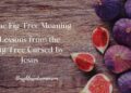 Classes from the Fig Tree Cursed by Jesus –