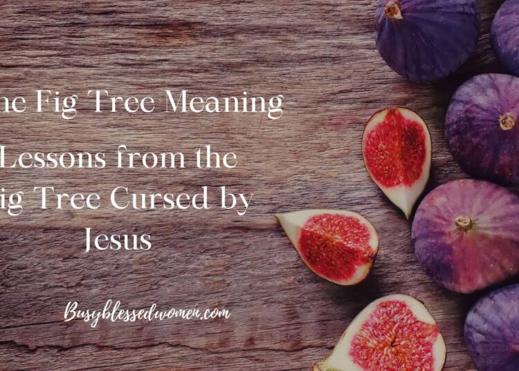 Classes from the Fig Tree Cursed by Jesus –