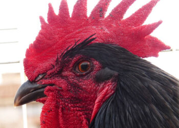 All Creation Welcomes Jesus – The Residing Church