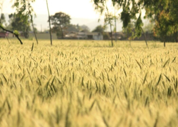 12 months-Finish Lay of the Land