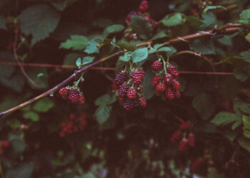 6 Methods Predestination Is an Outworking of God’s Love