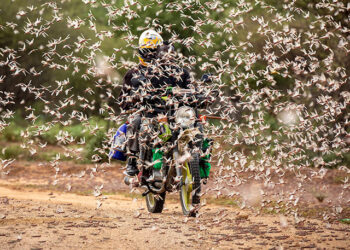 Swarms of Locusts Throughout Sahara and Spanish Vacationer Vacation spot Described as ‘Biblical’