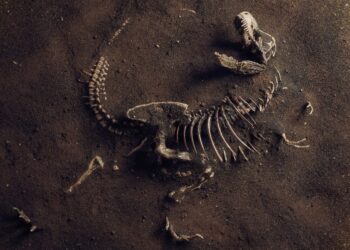 Ought to Christians Imagine in Dinosaurs? Do the Bible and Science Agree?