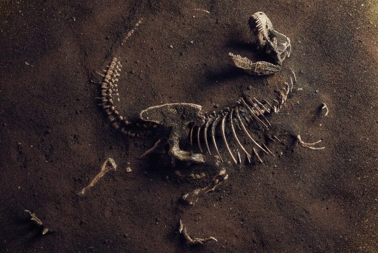 Ought to Christians Imagine in Dinosaurs? Do the Bible and Science Agree?