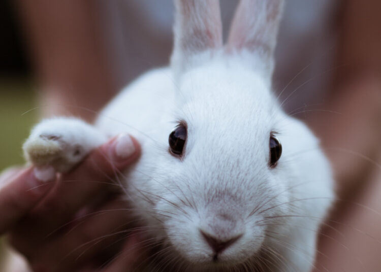 10 Significant Issues to Put in Your Kid’s Easter Basket – Christian Parenting