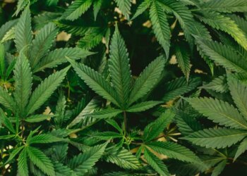 Much less Consuming, Extra Toking | Church & Tradition