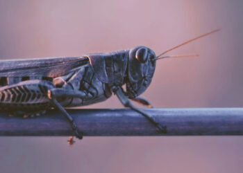 Joel 1 Exhibits Us That It Is Not Too Late to Search the Lord