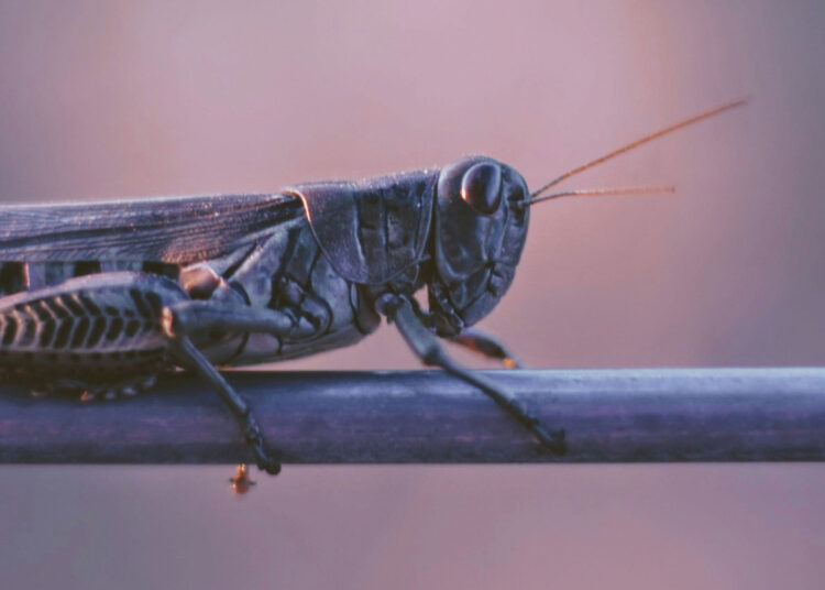 Joel 1 Exhibits Us That It Is Not Too Late to Search the Lord