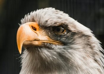 A Season for Eagle Eyed Imaginative and prescient